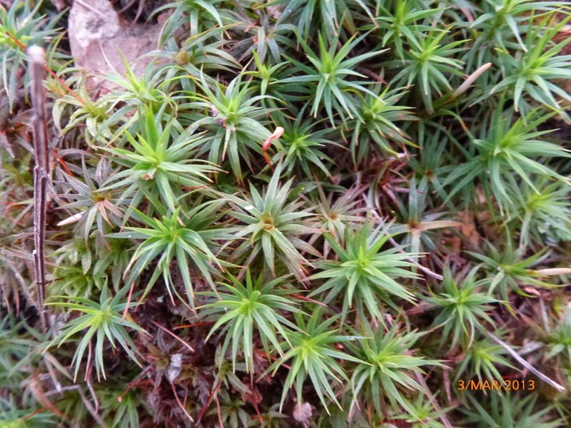 Lichens forestiers 3.3.2013 035